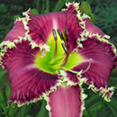 Beware The Piranha Daylily