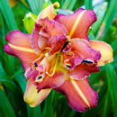 Bitone Wonder Daylily