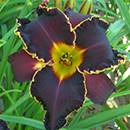 Black Friday Daylily