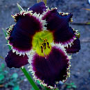 Black Wolf Daylily