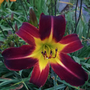 Black scaped star Daylily