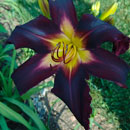 Blackberry Dragon Daylily