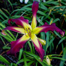 Blackberry Lime Kiss Daylily