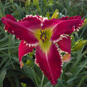 Blade Shadow Daylily