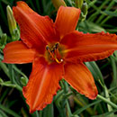 Blazing Lamp Sticks Daylily