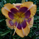 Blockbuster Daylily