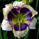 Blue Bubble Daylily