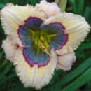 Blue Desire Daylily