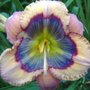 Blue Dragon Daylily