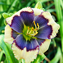 Blue Eyes White Dragon Daylily