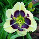 Blue Perfection Daylily