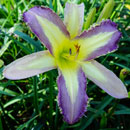 Blue Wolverine Daylily