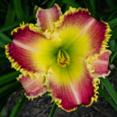 Spacecoast Blue Eyed Majesty Daylily