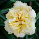 Buttercream Frosting Daylily