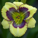 Butterfly King Daylily