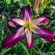 Chain Lightning Daylily