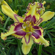 Chaos Hunter Daylily