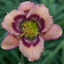 Chaotic Daylily