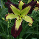 Charmcaster Daylily