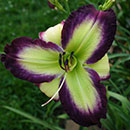 Chasing Your Dreams Daylily