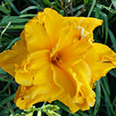 Cheddar Popcorn Daylily