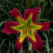 Christmas Scorpion Daylily