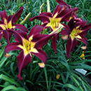 Cloud Chaser Daylily 