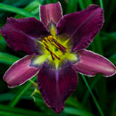 Cosmic Starburst Daylily