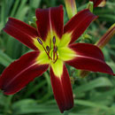 Crimson Ninja Daylily