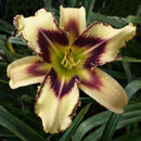 Crocodile Teeth Daylily