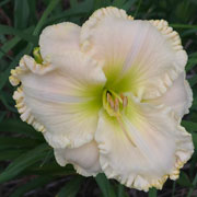 Crown of Salvation Daylily