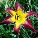 Cyberhawk Daylily