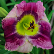 Cybertron Daylily