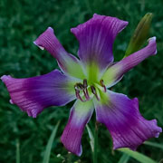 Dancing Bluebirds Daylily