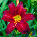 Dancing Cardinals Daylily