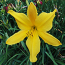 Dancing Elf Daylily