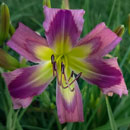 Dancing Reindeer Daylily