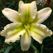 Dancing Swans Daylily