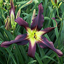 Dark Bat Daylily