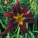 Dark Monkey Daylily