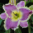 Deep Sea Shark Daylily