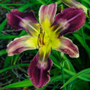 Defense Grid Daylily