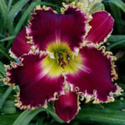 Dinosaur King Daylily