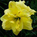 Double Banana Spilt Daylily