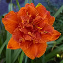 Double Blazing Busby Daylily