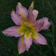  Double Pink Icicles Daylily