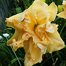 Double Rays of Sunshine Daylily