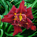 Double red Firebird Daylily