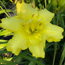Double Sunshine Dragon Daylily