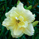 Double Yellow Cream Puff Daylily